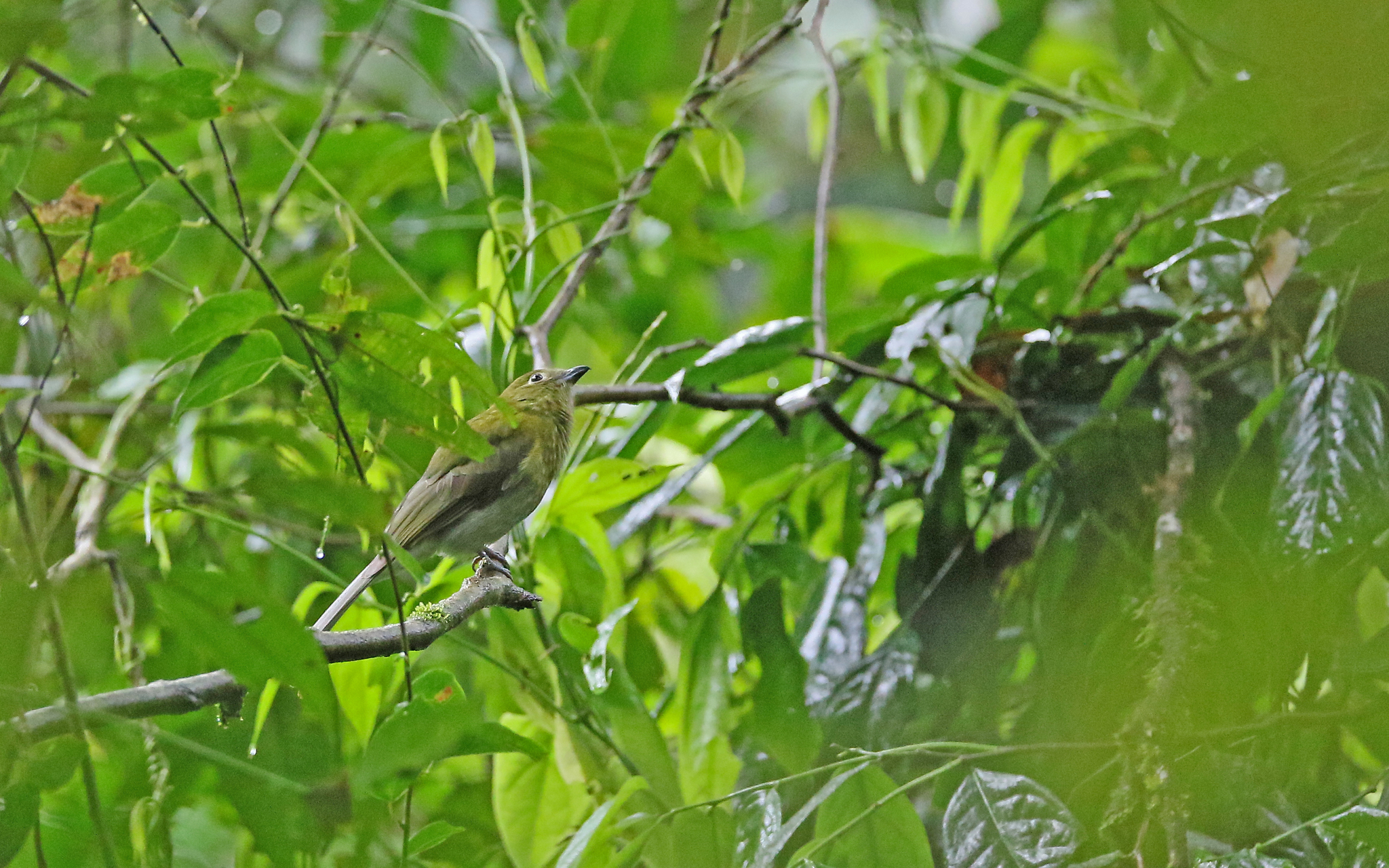 Grey-tailed Piha (Snowornis subalaris), photo 6