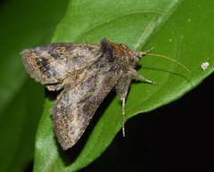 Thysanoplusia spoliata