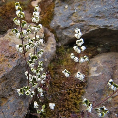 Argyrochosma nivea