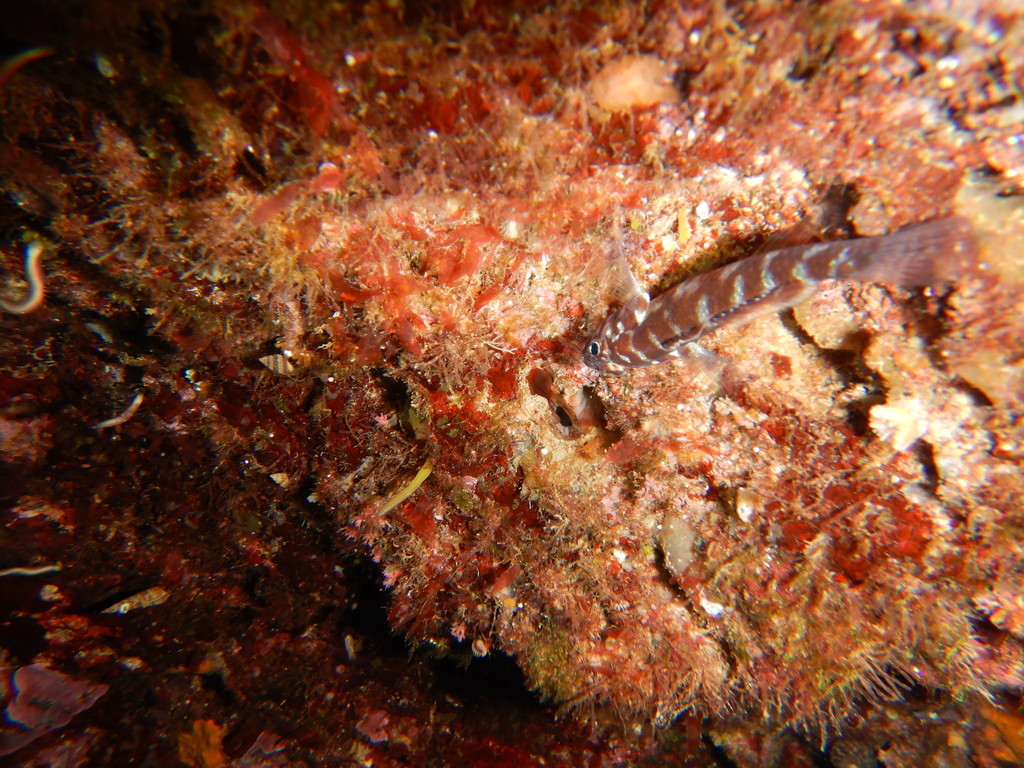Steinitz's Goby