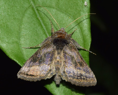 Thysanoplusia spoliata