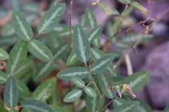 Desmodium batocaulon