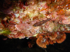 Gammogobius steinitzi