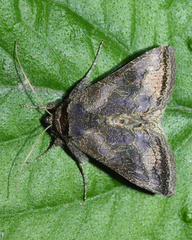 Thysanoplusia spoliata