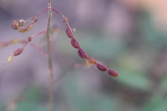 Desmodium batocaulon