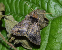 Thysanoplusia spoliata