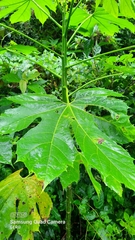 Cnidoscolus multilobus