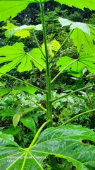 Cnidoscolus multilobus