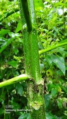 Cnidoscolus multilobus