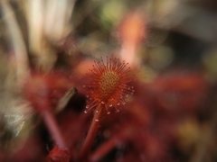 Drosera communis