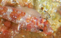 Cymothoida
