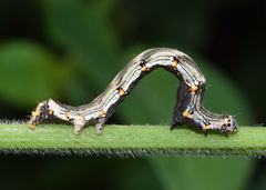 Ozarba abscissa