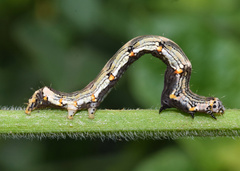 Ozarba abscissa