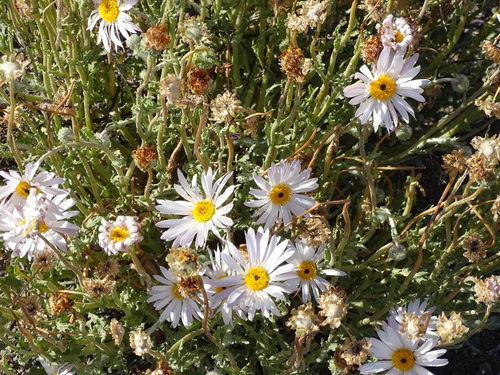 Image of Arctotis leiocarpa by (c) Shaun Swanepoel, some rights reserved (CC BY)