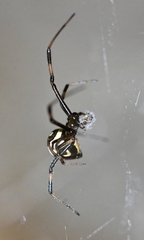 Latrodectus hesperus