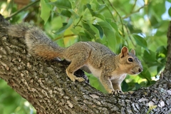 Sciurus niger