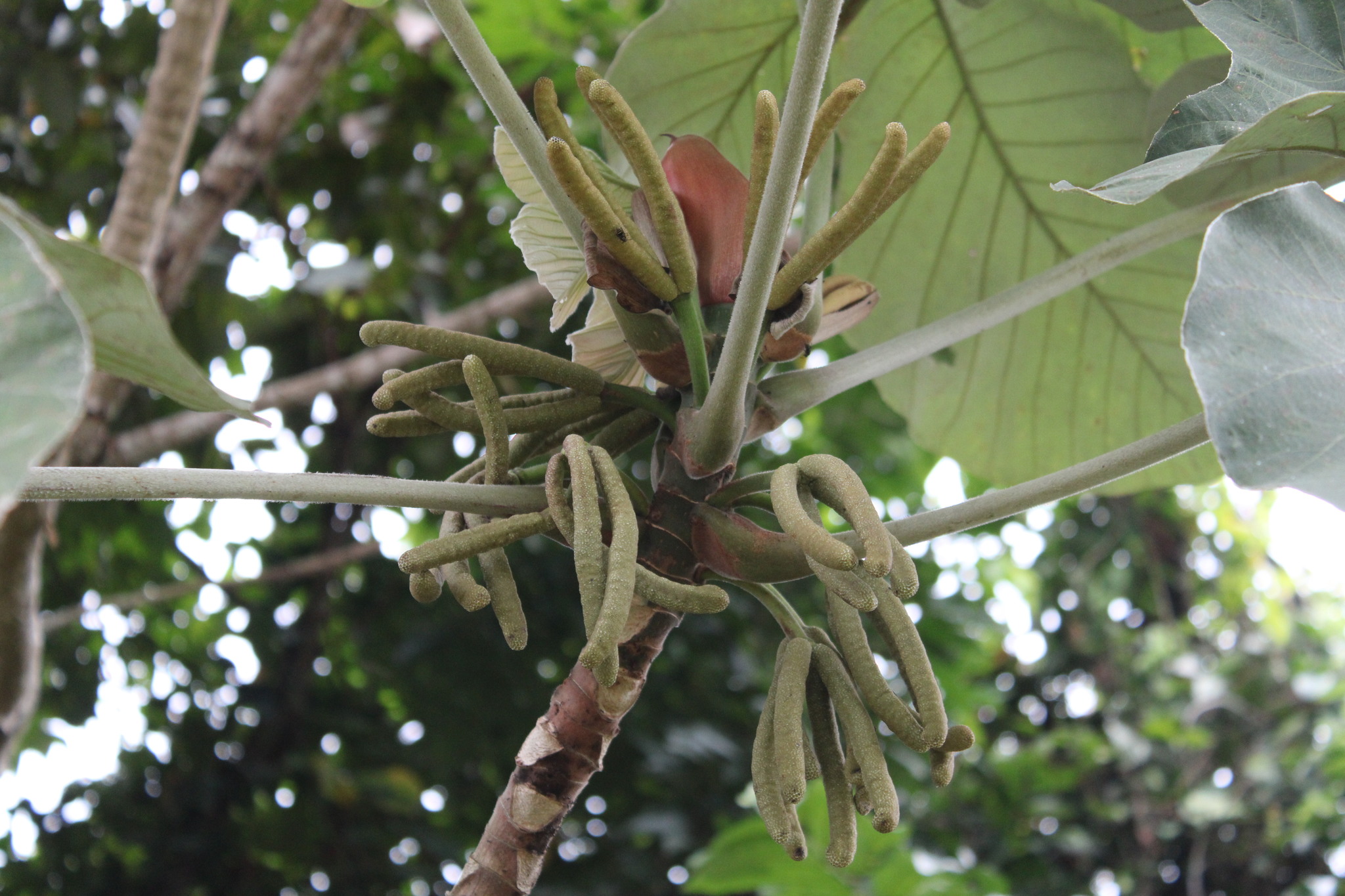 Cecropia ficifolia
