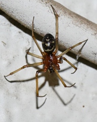 Steatoda grossa