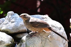 Melozone crissalis
