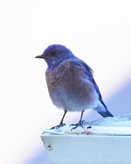 Sialia mexicana