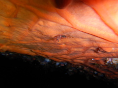 Eualus