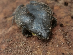 Elachistocleis cesarii