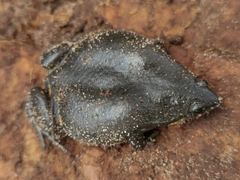 Elachistocleis cesarii