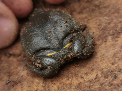 Elachistocleis cesarii