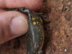 Elachistocleis cesarii