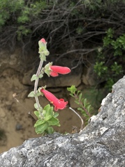 Penstemon baccharifolius