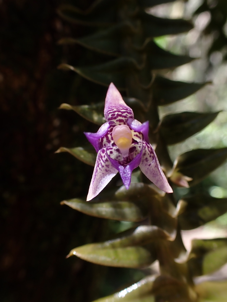 Dichaea laxa