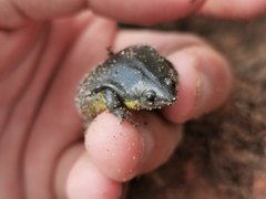 Elachistocleis cesarii