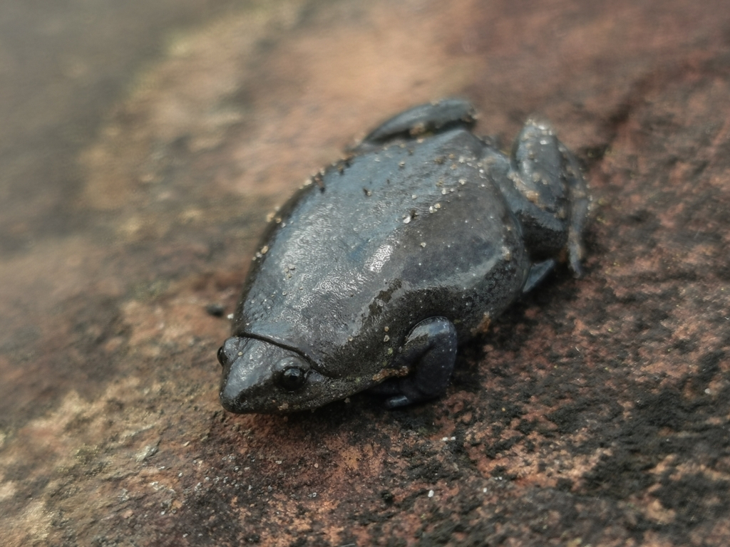 Elachistocleis cesarii