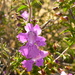 Hemiandra - Photo (c) sea-kangaroo, some rights reserved (CC BY-NC-ND), uploaded by sea-kangaroo