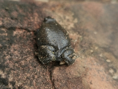 Elachistocleis cesarii