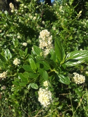 Ceanothus velutinus