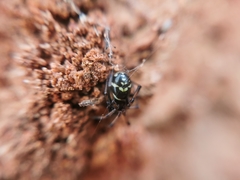 Steatoda ancorata