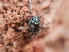 Steatoda ancorata