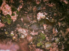 Clavascidium lacinulatum