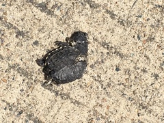 Kinosternon subrubrum subrubrum