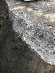 Penstemon baccharifolius
