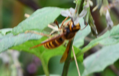 Vespa simillima