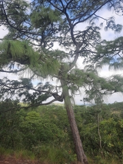 Pinus teocote