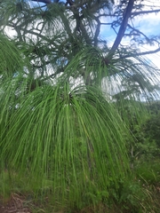 Pinus teocote
