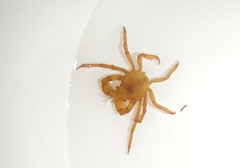 Acanthonyx lunulatus