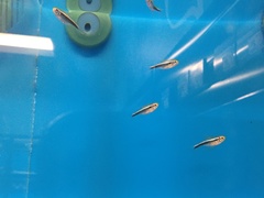 Hyphessobrycon herbertaxelrodi