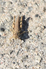 Melanoplus cinereus