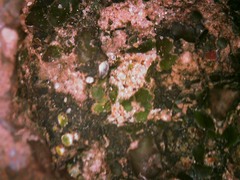 Placidium squamulosum