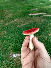 Russula