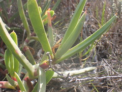 Carpobrotus deliciosus